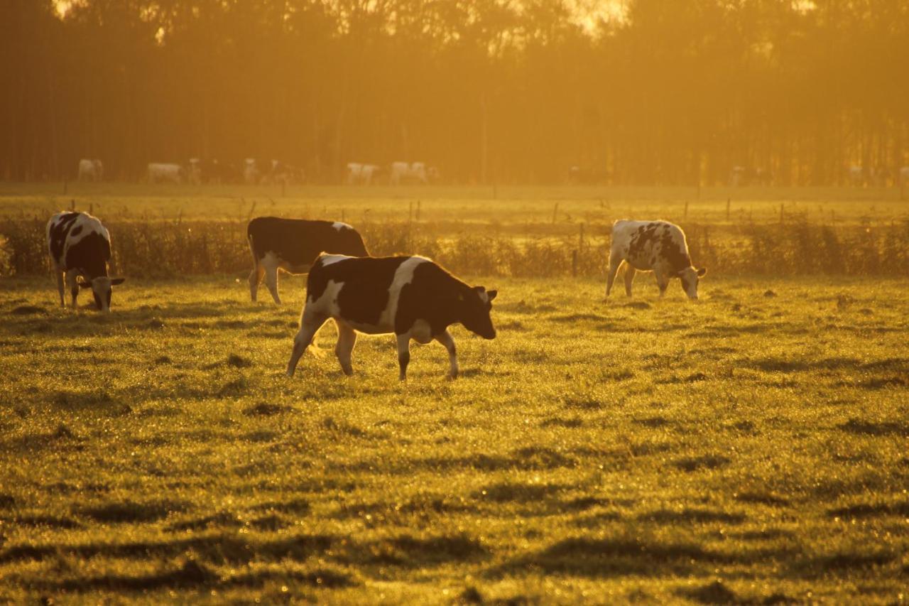 Boerderij Chalet Drijber Bagian luar foto